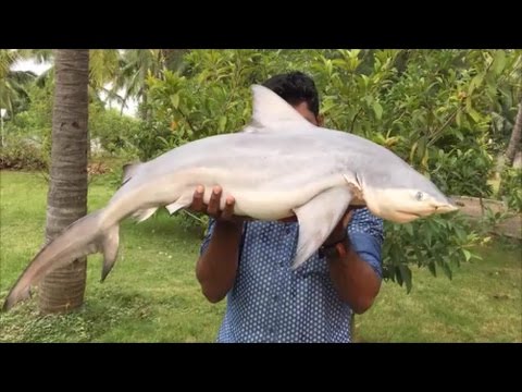Naporcování a uvaření žraloka