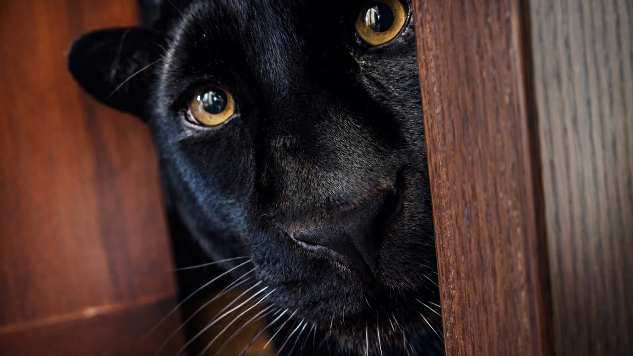 Every day is fun with Luna the panther 😹(ENG SUB)