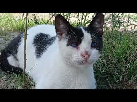 poor blind cat | cats video
