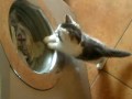 Cat Playing With The Washing Machine
