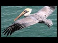 V Of Pelicans