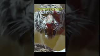 Download lagu STORY'WA HARIMAU PUTIH NGAMUK || SERAM GAYS🐅🐅🐅 mp3