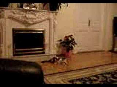 Oriza Triznyák, egykori menhelyi lakónk