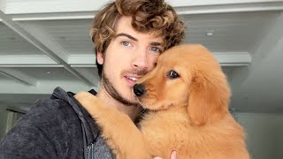 I Re-Named My Golden Retriever Puppy...