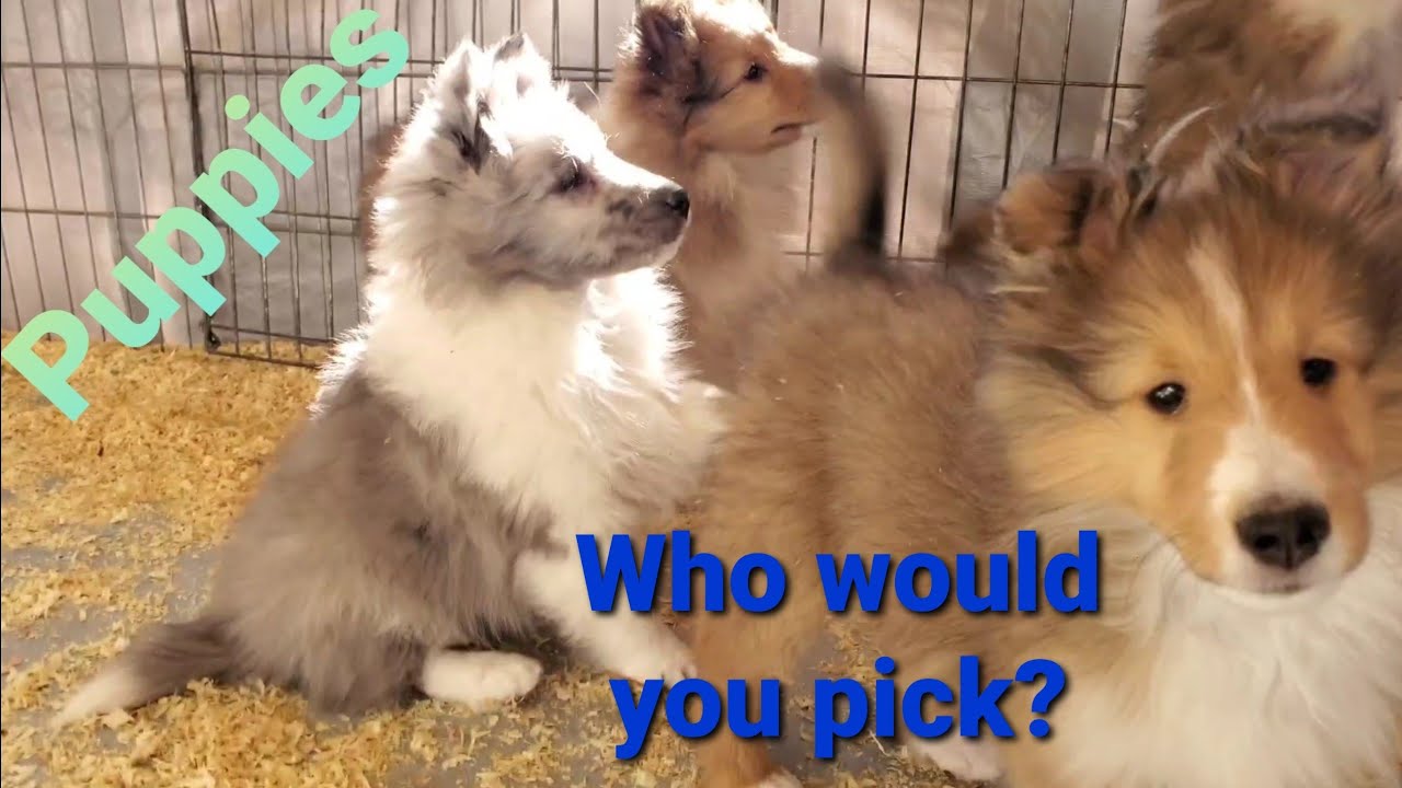 🐺 Puppies, 8 weeks old Shelties!  Which would you pick?