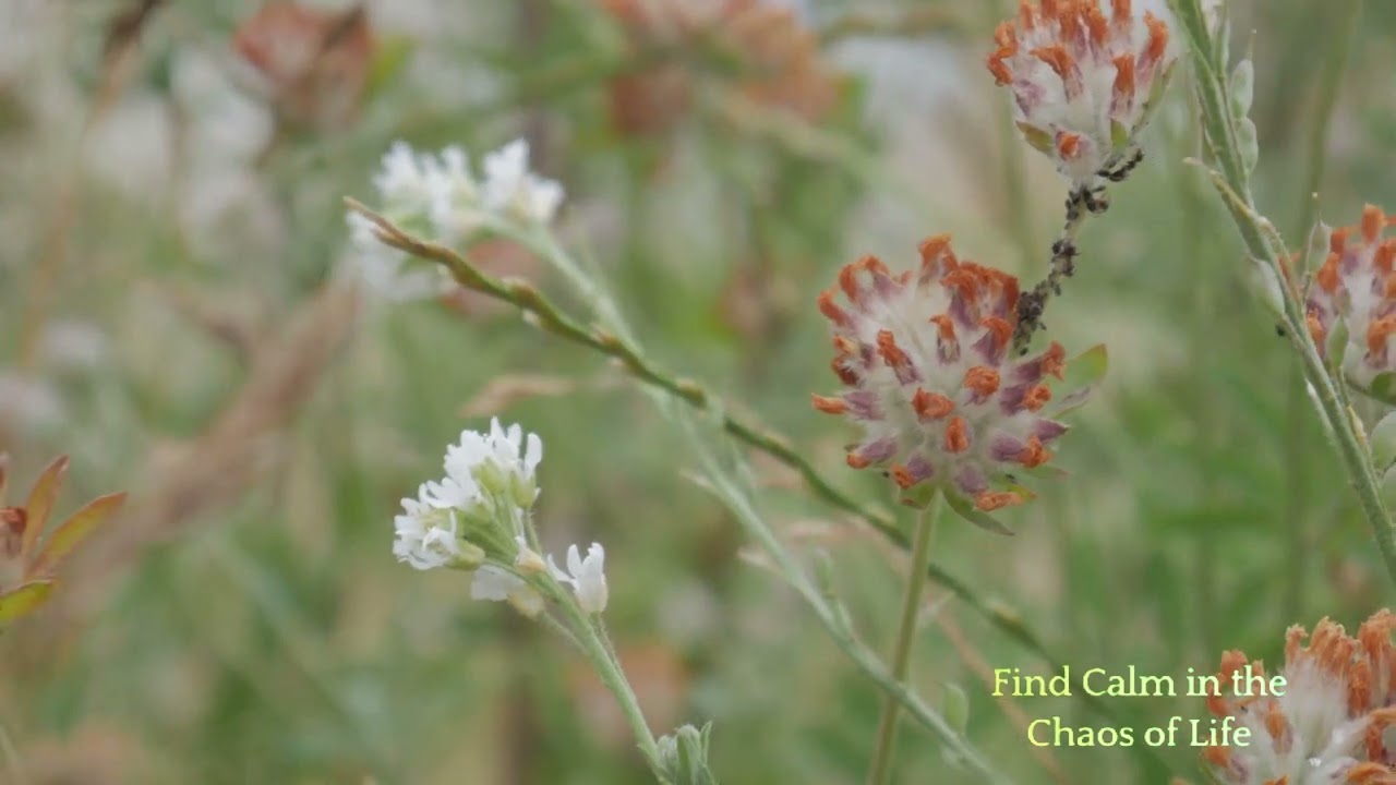 Exploring Personal Meditation: Techniques and Benefits, person meditation