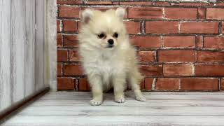 ハーフ犬の動画01