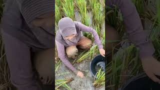 Download lagu looking for tutut mp3