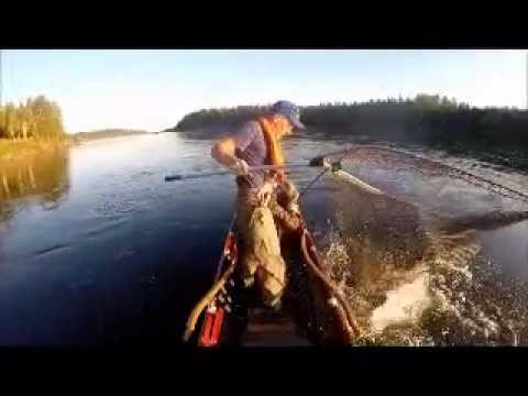 Lohestusta Tornionjoella Lappean Lomassa 11.8.2014 - Salmon fishing Lappean Loma 11.8.2014