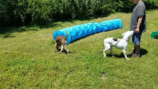 Video preview image #1 American Bulldog-Pointer Mix Puppy For Sale in Anniston, AL, USA