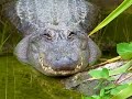 This Alligator Was Opening And Shutting It S Eyes At Me Viral Video
