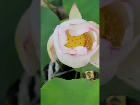 Growing Lotus in Brampton, Ontario, Canada 🇨🇦 (3)