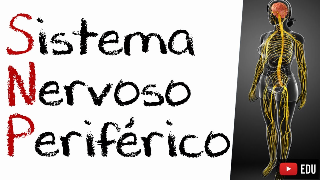 NEUROANATOMIA DO SISTEMA NERVOSO PERIFÉRICO (SNP) - Rogério Souza #2