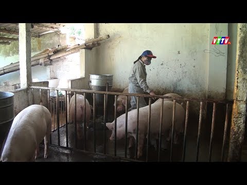 Vội vàng tái đàn sau dịch tả lợn châu Phi - Lợi bất cập hại
