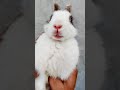 Hello Mera Naam Hai Bunny Bunny Imposter Cute Rabbit Shorts