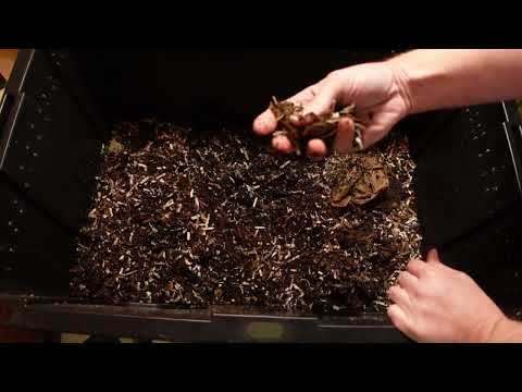 Worm Wednesday Feeding 12-28-2022 1 lb red wiggler bin