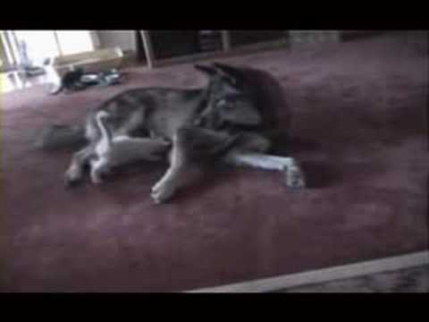 Akila my wolf playing with kittens Part1
