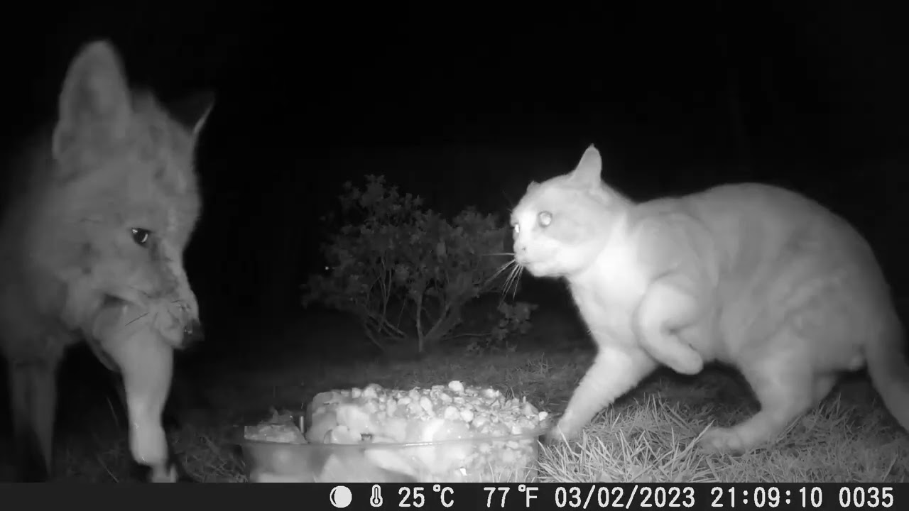 YouTube video preview