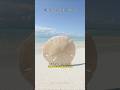 What Is a Sand Dollar?