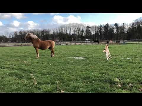 Haflinger-Fohlen spielt das erste Mal auf der Koppel