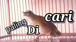 Download lagu jongkangan cokelat gacor,ngerol paling di cari mp3