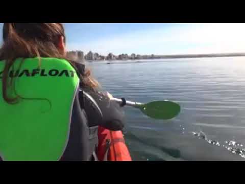 Video: Ballena levanta un kayak