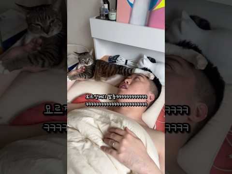 실력 죽지 않은 고양이