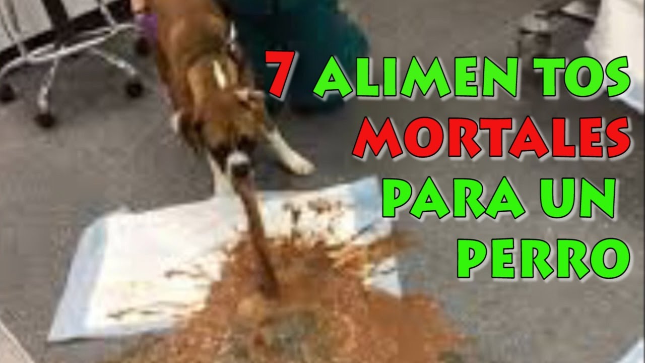 7 Alimentos Potencialmente Mortales para un Perro (Impactante)
