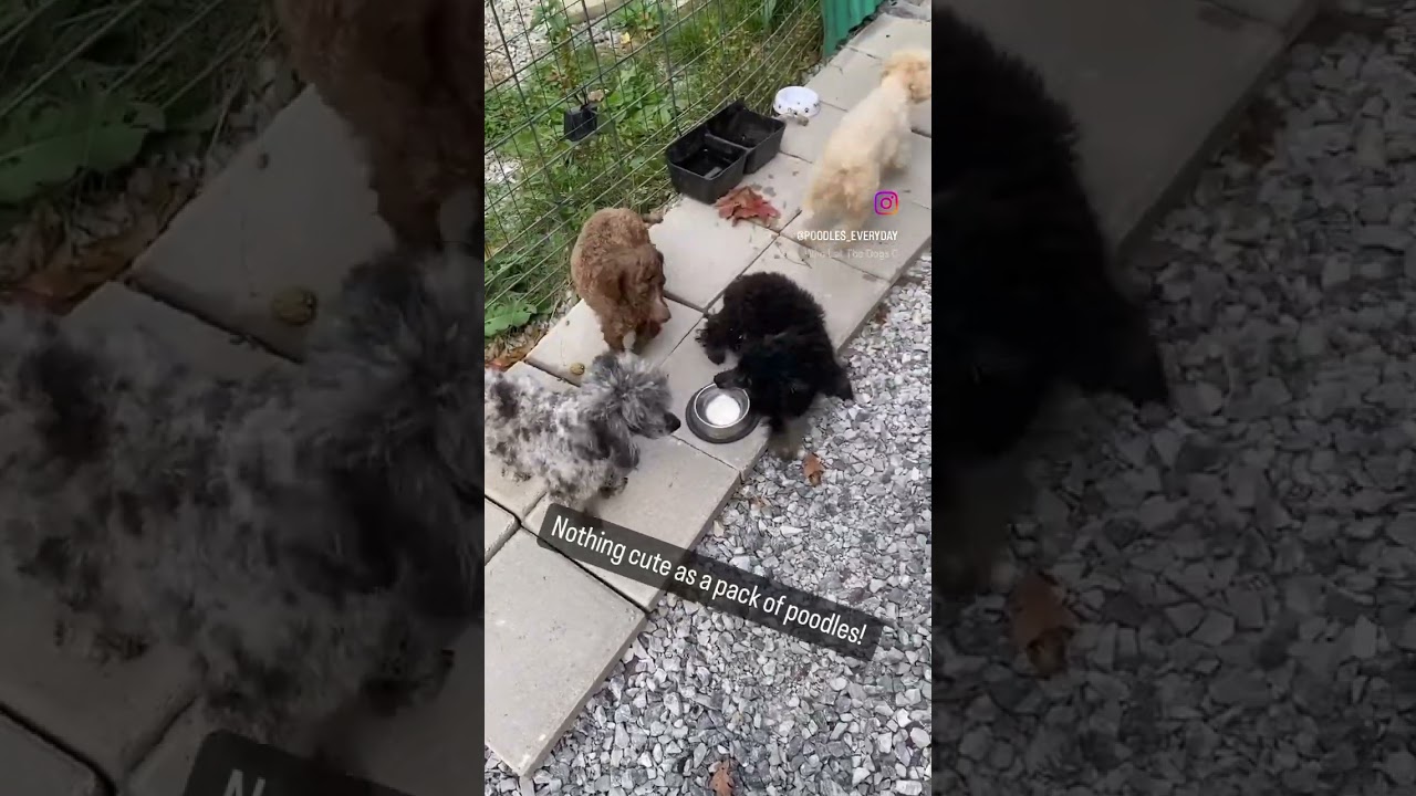 Life is more fun with a Poodle Pack! The #minipoodle #toypoodle are the perfect sizes #cutedogs