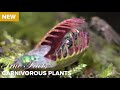 True Facts Carnivorous Plants