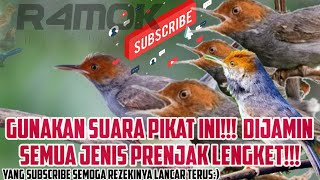 Download lagu Suara Pikat Prenjak Kepala Merah, Solusi Burung yang susah turun!!! mp3