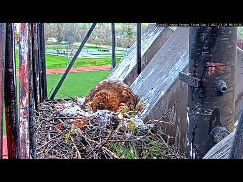 Time Lapse Of Blustering Snowstorm At Cornell Hawks Nest – May 9, 2020