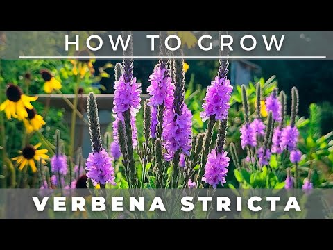 Hoary Vervain - Native Plant Profile