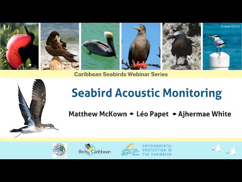 #4 Seabird Acoustic Monitoring