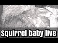 SqNest.Live-4of6: squirrel babies & mom Lily : born April 10, 2024 🇺🇸🎗🇺🇦