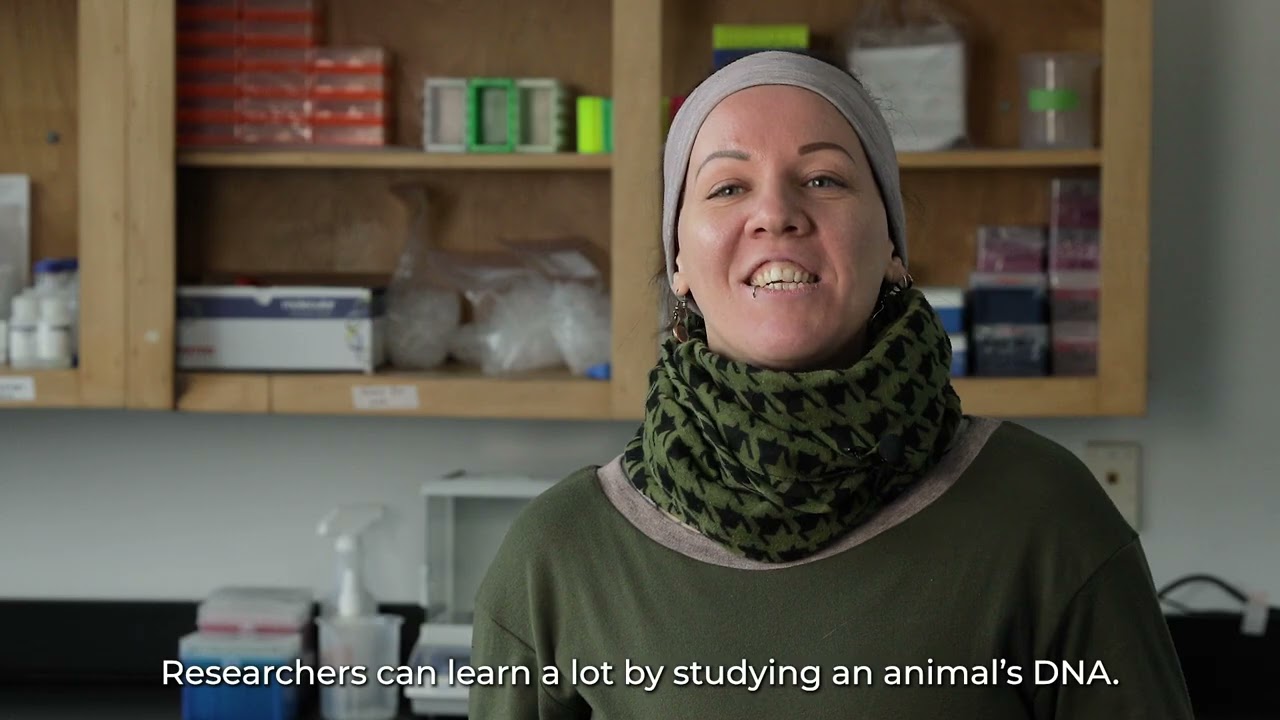 Leopard Seals and Genomics