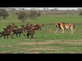 Langsung Jadi RAJA HUTAN Harimau Sumatra Dilepas Di Afrika Apa Yang Akan Terjadi