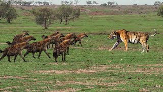 Download lagu Langsung Jadi RAJA HUTAN? Harimau Sumatra Dilepas Di Afrika, Apa Yang Akan Terjadi? mp3