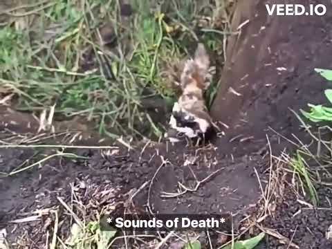 Ukrainian soldiers reclaim their bunker from a marbled polecat