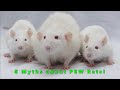 5 Myths about Pink Eyed White Rats ("Albinos")