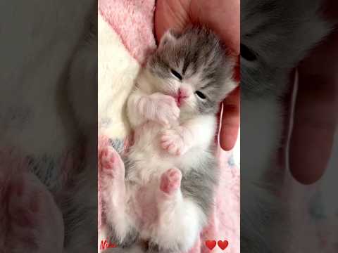 #shorts sweet kitten, cute cat #189 #shorts #shorts #viral #viral #shorts video #shorts