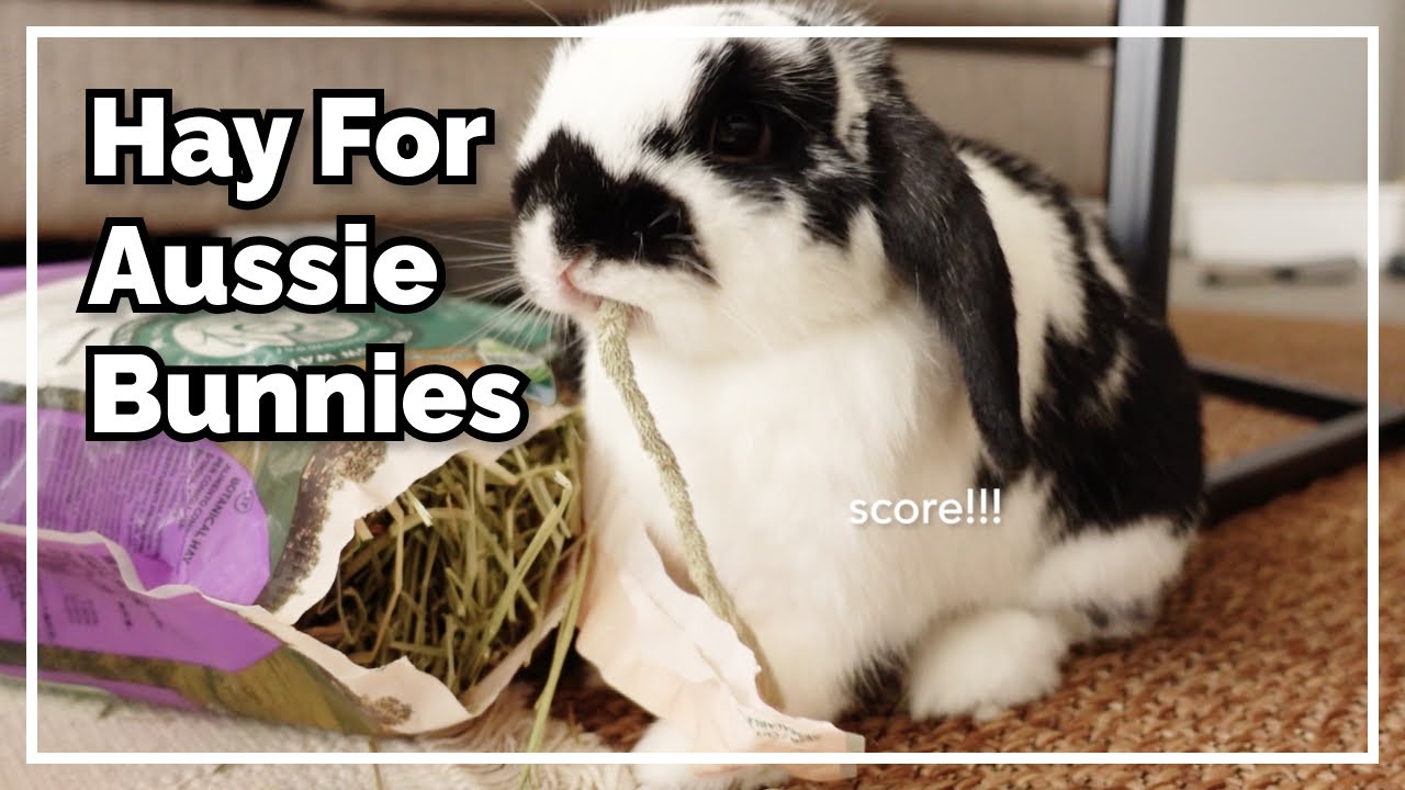 Watch video Hay Guide For Aussie Bunny Parents Now Hay Guide For Aussie Bunny Parents