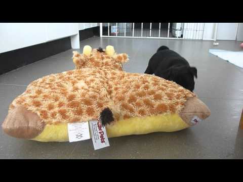 download lagu mp3 mp4 Black Pug Pillow, download lagu Black Pug Pillow gratis, unduh video klip Black Pug Pillow