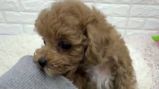 トイプードルの動画01