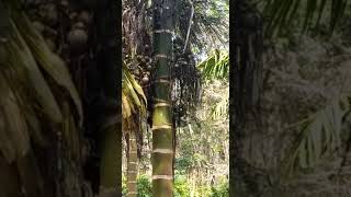 Download lagu Buah Pinang#Kebun#Pertanian#Pinang#short mp3