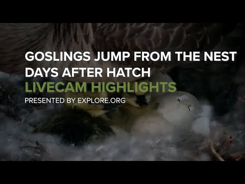 Goslings Jump From The Nest Days After Hatch!