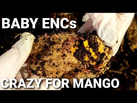 Baby ENCs All Over Mango 🥭  | Feeding European Nightcrawlers After 10 Days | Vermicomposting