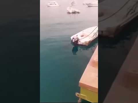 The moment a shark attacked a Russian tourist in Egypt.￼ 🤕🐋