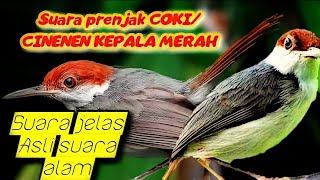Download lagu SUARA PRENJAK COKI CINENEN KEPALA MERAH SUARA PIKA... mp3