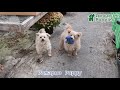 Pomapoo dogs for sale: Teddy Bear - Video 1